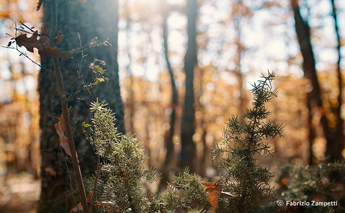 Rokinon 35mm F1.2 SP Full Frame (Canon EF with Automatic Chip)