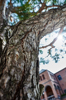 Rokinon 20mm T1.9 Full Frame Wide Angle Cine DS