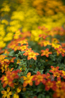 Rokinon 35mm F1.8 AF Compact Full Frame Wide Angle (Sony E)