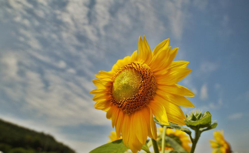 Samyang 14mm F2.8 Full Frame Ultra Wide Angle